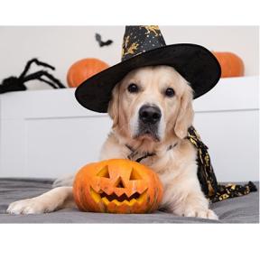 Susan Nelson, Kansas State University Veterinarian, Offers Recommendations to Keep Pets Safe and Happy This Halloween